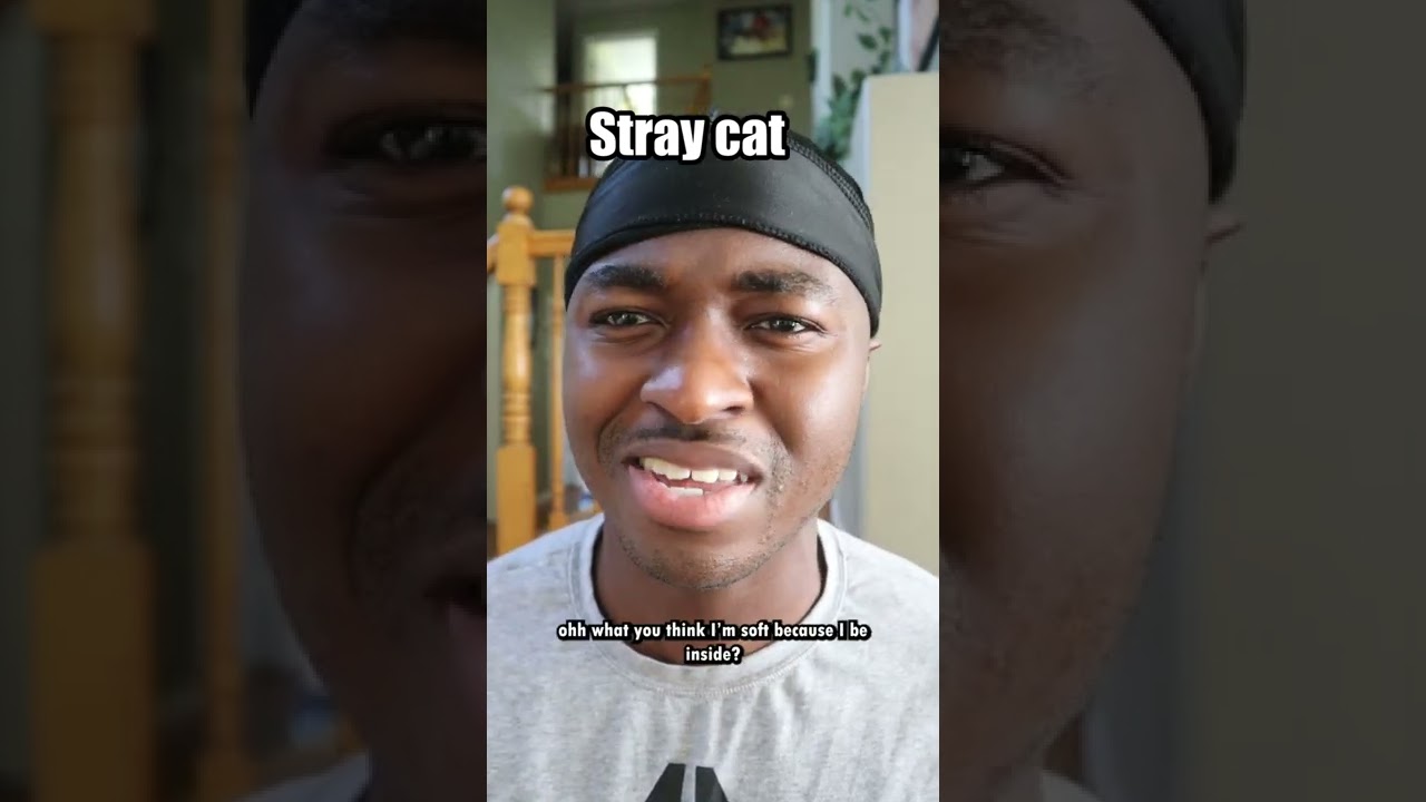 The real convo between street cats and house cats beef