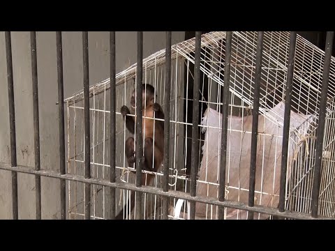 Macaco-prego Chico passa por readaptação em bioparque 17 12 2022