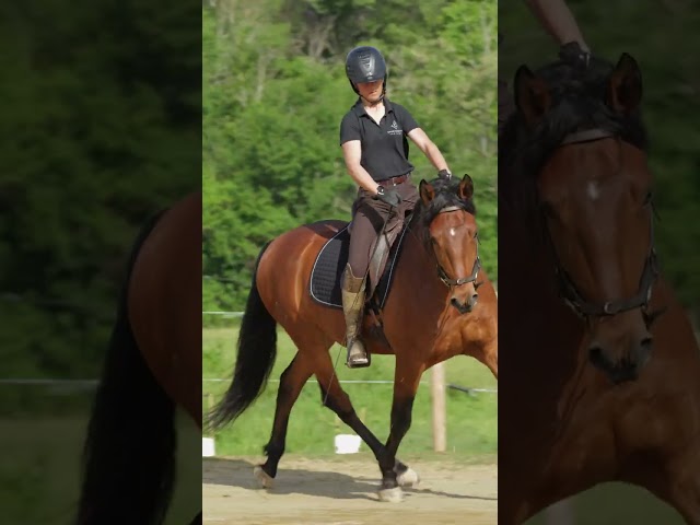 Gelding Lusitano For sale 2021 Bay