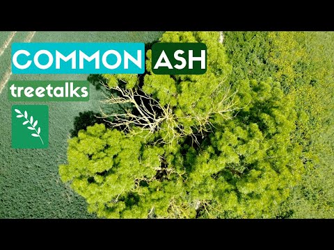 Common Ash Tree - Facts & Identification