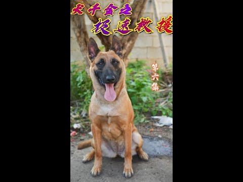 Dogs are loyal guardians and soulmates of humans