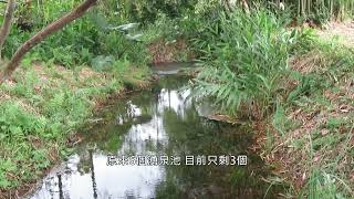花蓮光復 拉索埃湧泉自然濕地 — Laso'Ay Natural Spring Wetland
