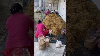 Download lagu A little progress each day adds up 2 big result| oyster mushroom farming  #oystermushroom#mushroom mp3