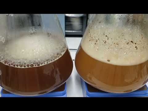 24 Hour Time-lapse Yeast  Propagation Dry vs Liquid Yeast