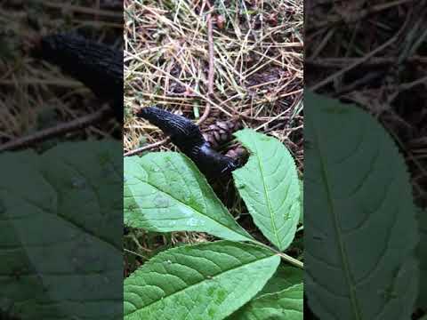 Slug Life, Original Industrial SteamPunk Beats, BB Productions 2020!