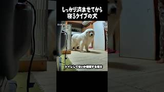 しっかり済ませてから寝るタイプの愛犬 #greatpyrenees #犬のいる生活 #大型犬のいる生活 #大型犬と暮らす #大型犬 #グレートピレニーズ #癒し #愛犬