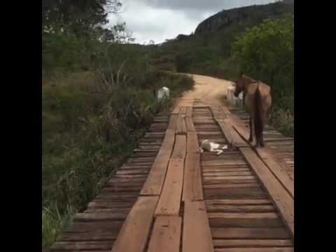 Un m&acirc;nz a fost salvat de pe un pod vechi, &icirc;n timp ce mămica nu s-a dezlipit de l&acirc;ngă el. Oamenii chiar fac minuni! (VIDEO)