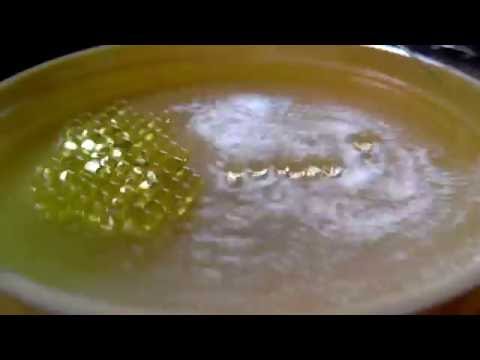Water droplets bouncing on vibrating bath.