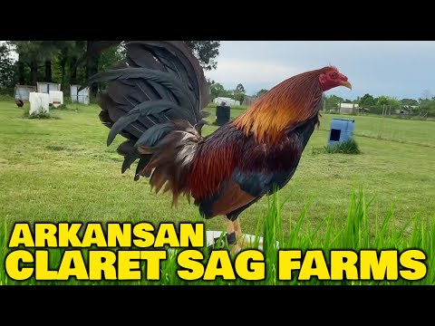 Big Farm Jerry Gonzalez SAG FARMS In Arkansas | Beautiful Birds