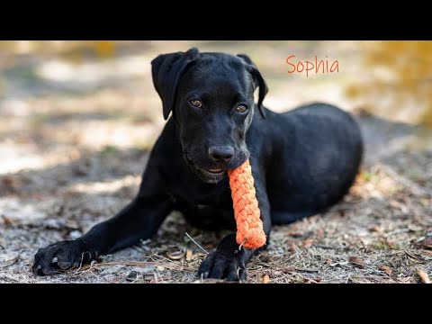 Sophia, an adopted Black Labrador Retriever & Flat-Coated Retriever Mix in Weeki Wachee, FL_image-1