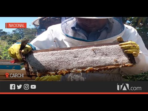 Emprendimiento apícola atrae el turismo local