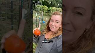 End of the Garden Season! #trellisgarden