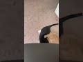Tuxedo Cat Pounces On His Brother