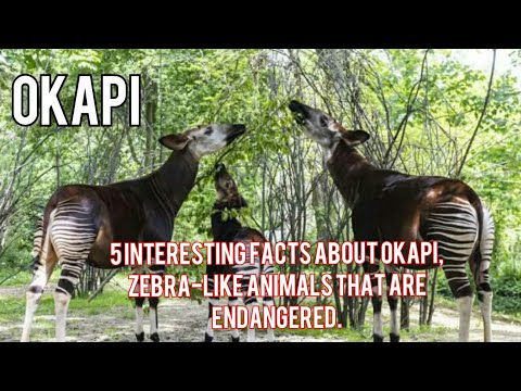 5 Interesting Facts about Okapi animals , Zebra-like Animals that are Endangered.