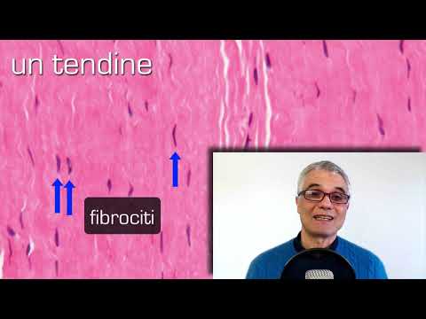 Connective Tissue Proper