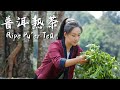 Jingmai Pu Er Tea The Heritage Of Yunnan S Thousand Year Tea Culture 滇西小哥