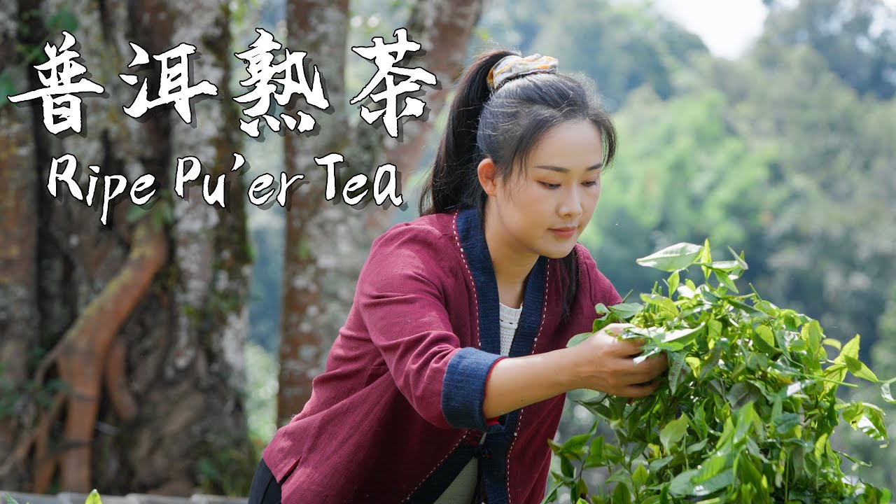 Jingmai Pu-Erh Tee – Das Erbe einer tausendjährigen Teekultur
