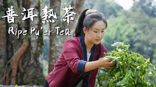 Jingmai Pu-Erh Tee – Das Erbe einer tausendjährigen Teekultur