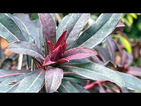 DIE NATUR ERWACHT, begleitet vom Jodelchörli Hüsliberg mit dem Naturjodel: De Schattehälbler