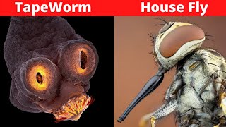 10 Insects You DONT Want To See Under A Microscope