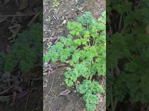 パセリを庭に、または室内の鉢にいつ播くのですか?  庭園