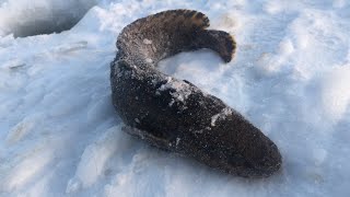 Рыбалка на яузском водохранилище 2020 июнь отчеты
