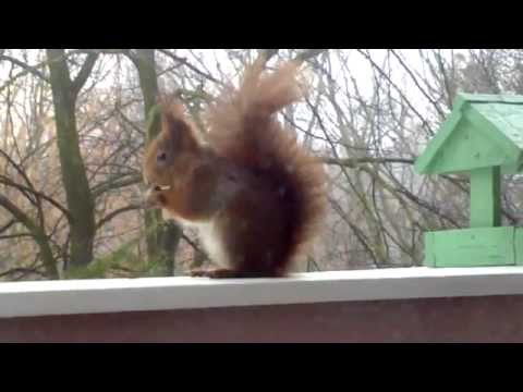 Veverka - squirrel