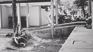 Download lagu Untuk story wa dan Instagram ...... Ndarboy-Balungan kere mp3