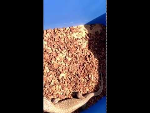 My savannah monitor eating crickets:)