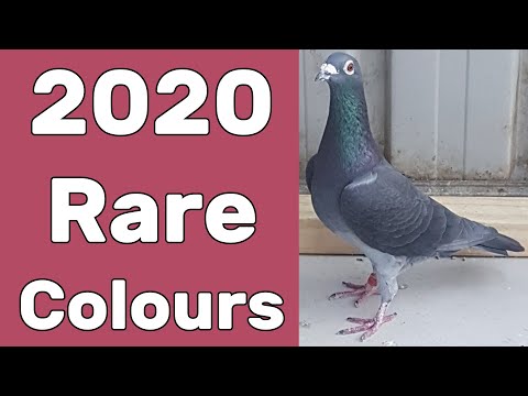 , title : '2020 Rare Coloured Racing Pigeon Breeders'