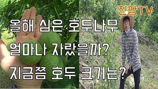호두묘목 구매부터 수확까지 #3 I 올해 심은 호두나무 관찰하기 3회 그리고 지금쯤 호두열매는 어느정도로 컸…