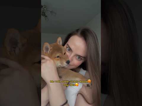 Видео-отзыв: забираем щенка сиба-ину