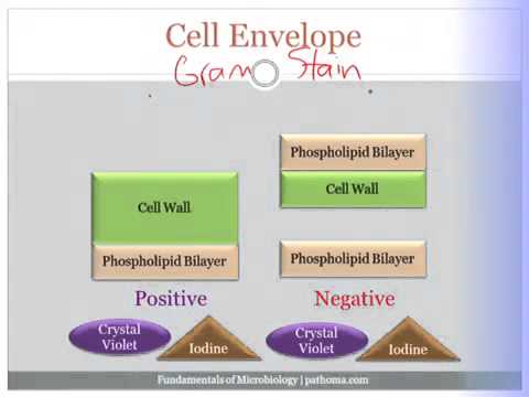 The Gram Stain: An Animated Overview