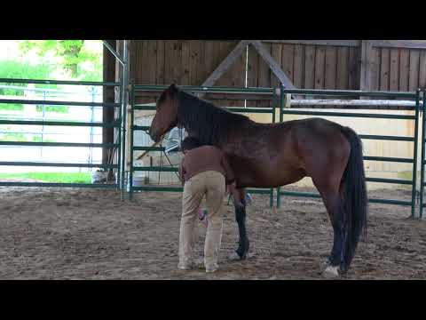 MUSTANG MAKEOVER 2018 Team Sebastian (TAG 3991) - Update 2