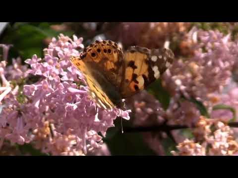 Ao meu Pai peço Firmeza - Pad. Sebastião