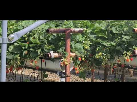 Anbau von Erdbeeren in der Schweiz🇨🇭