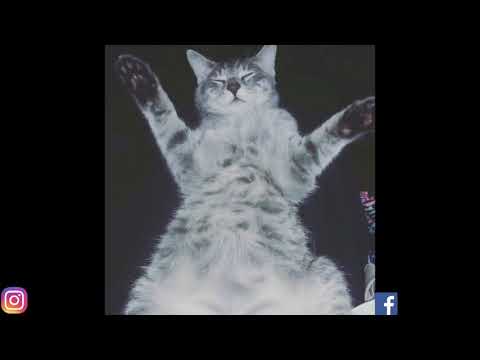 Im Not A Rapper!!!Kitty Kat Rap Freestyle 2017