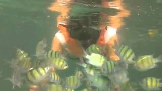 Download lagu Hungry fish mp3