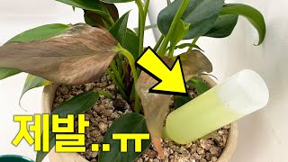 죽어가는 식물에 '이것' 있다면 당장 빼세요‼️