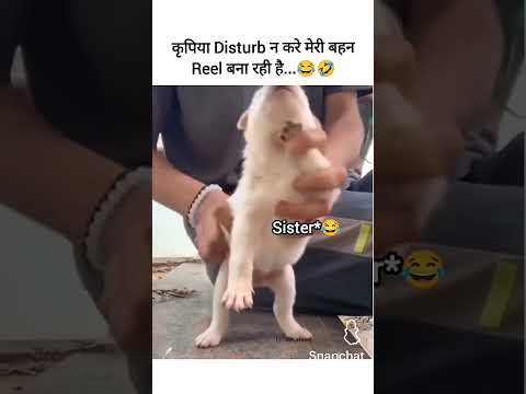 Dog baby dance 🤣🤣🤣🤣🤣
