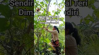 Download lagu Panen Cempokak Dari Kebun Sendiri, Disambal Teri, Dimakan Sendiri #fyp #cooking #gardening mp3 Download lagu Panen Cempokak Dari Kebun Sendiri, Disambal Teri, Dimakan Sendiri #fyp #cooking #gardening mp3
