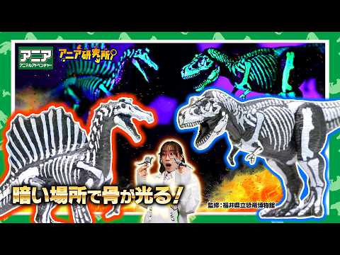【公式】 アニア　骨格標本シリーズ　ティラノサウルス／スピノサウルス　紹介(アニア研究所) | 暗い場所で骨が光る！