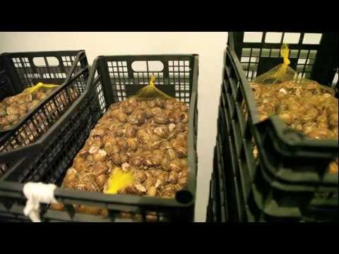 Hodowla ślimaków - "SlowFarm" - Przygotowanie Budynku