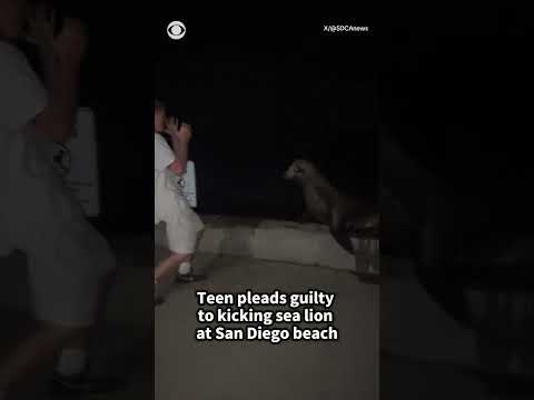 18-year-old pleads guilty to kicking a sea lion last month in San Diego #shorts