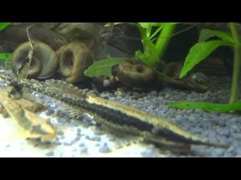 Nadelwels und 2 Störwelse