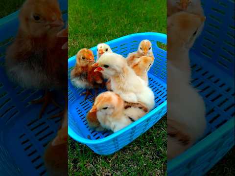 Baby Chicks Chirping ASMR 🐣 #adorablechicks #birdsounds #babychicks #babybirds #asmrsounds #chirping