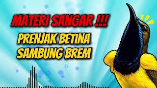 Download lagu MASTERAN SOGON MATERI‼️ PRENJAK BETINA SAMBUNG BREM #sogon #sogongacor #sogokontong  mp3