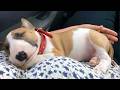 Cute PUPPIES Turn Into Little Comedians Funny Baby Animals Videos 2025