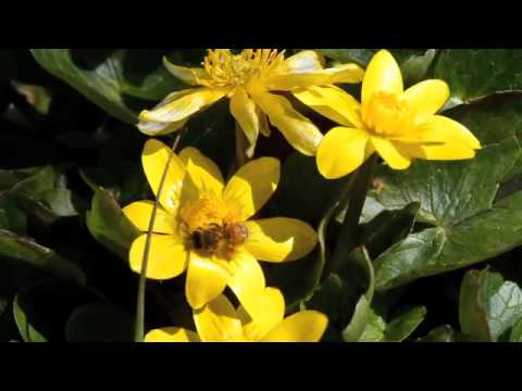 リュウキンカの花にミツバチ　Nikon1 V2