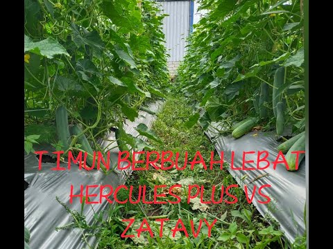 Tanam timun jenis HERCULES PLUS sama ZATAVY F1